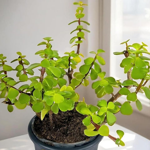 Jade Feng Shui Plant