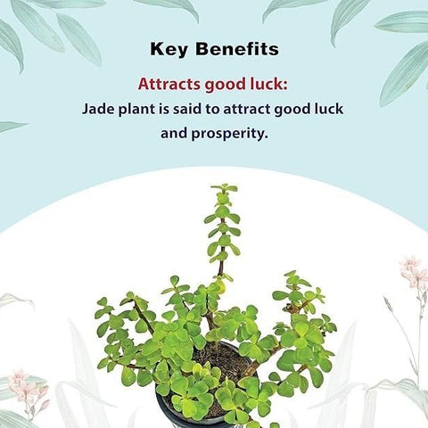 Jade Feng Shui Plant
